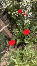 IMG_9685.jpeg