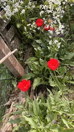IMG_9685.jpeg