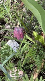 IMG_9701.jpeg