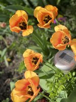 IMG_9696.jpeg