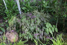 Epimedium   0924.JPG