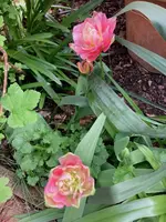 Tulpe 'Double Sugar'.webp