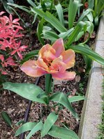 Tulpe 'Pink Star'.jpg