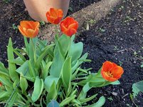 Tulpe 'Orange Brilliant'.jpg