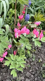 IMG_9700.jpeg