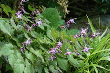 Epimedium   0321.JPG
