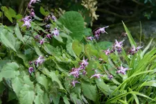 Epimedium   0321.webp