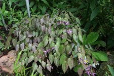 Epimedium   0522.JPG