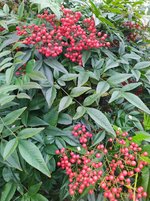 IMG_20240315_100131.jpg