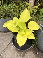 IMG_2771.jpeg