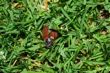 Maikäfer im Rasen 20240413.jpg