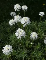 2024Schleif.webp