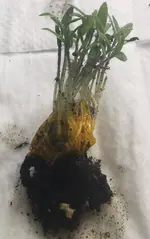 IMG_20240414_172625.webp IMG_20240414_172625.webp