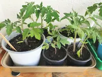 IMG_20240414_180635.webp