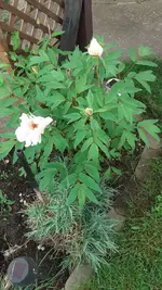 Baumpfingstrose.webp