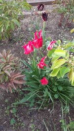Tulpe 1.jpg