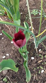 Tulpe 2.jpg