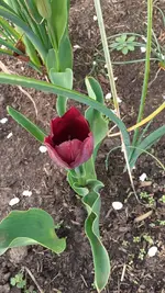 Tulpe 2.webp