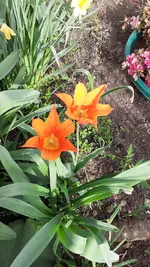 Tulpe 3.webp