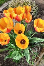 Tulpe 4.jpg