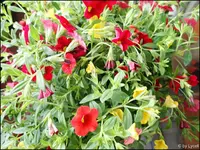 c055.webp