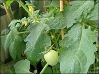c057.webp