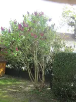 Flieder 2024.webp Flieder 2024.webp