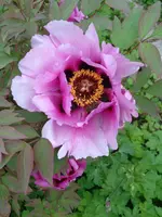 DSC01040.webp