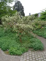 DSC01042.webp