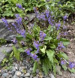 IMG_4992.jpeg