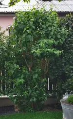 IMG_20240415_165543.webp IMG_20240415_165543.webp