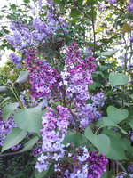 20240414_172411.jpg