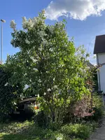 IMG_2682.webp IMG_2682.webp