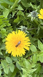 IMG_9575.jpeg
