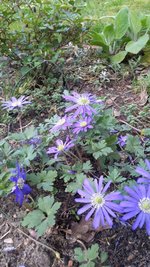 Anemone.jpeg