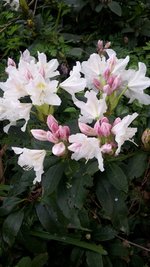 Rhodo.jpeg