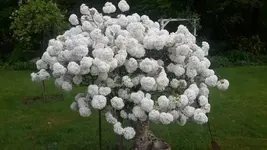 Schneeball.webp