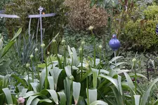 Allium     0724.webp