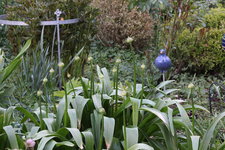 Allium     0724.JPG