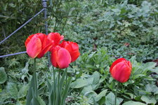 Tulpen  0124.JPG
