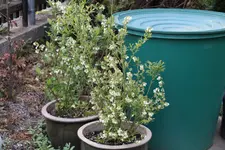 Heidelbeeren 0624.webp