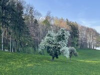 IMG_2623.jpeg