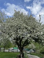 IMG_2666.jpeg