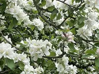 IMG_2667.webp