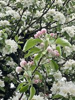 IMG_2669.jpeg