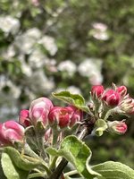 IMG_2675.jpeg