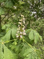 IMG_2699.jpeg