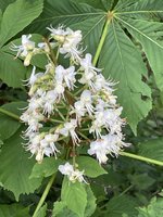 IMG_2703.jpeg