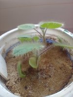 IMG_20240417_110446.jpg