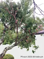 02-Pfirsich*Astbruch 2023-08_01_60min.jpg